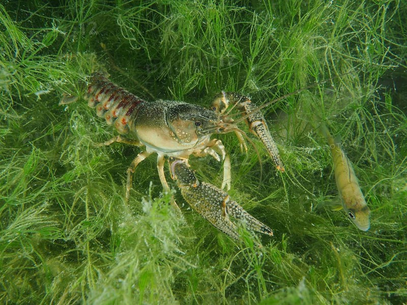 An American crayfish (Faxonius limosus), invasive species, moves through the water plants, a small fish nearby. Dive site Wildsau, Berlingen, Lake Constance, Switzerland, Europe