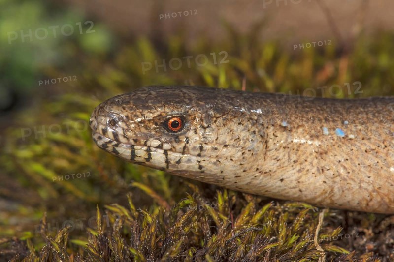 Close-up of the head of a slow worm (Anguis fragilis) on moss-covered ground, Baden-Württemberg, Germany, Europe