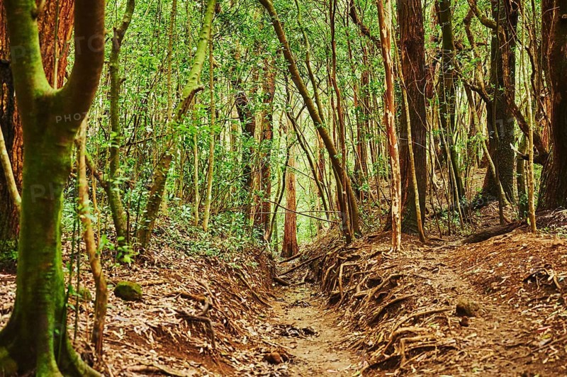 Landscape of Rainforest at the Lulumahu trail to the Lulumahu falls, Honolulu Watershed Forest Reserve, Hawaiian Island Oahu, O?ahu, Hawaii, Aloha State, United States, North America