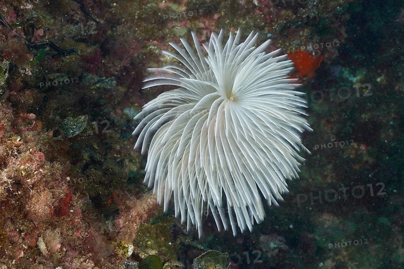 White mediterranean fanworm (Sabella spallanzanii) underwater on the seabed. Dive site Marine protected area Cap de Creus, Rosas, Costa Brava, Spain, Mediterranean Sea, Europe
