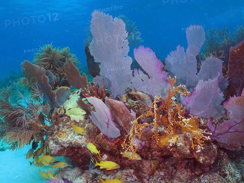 Underwater view of a lush coral reef with yellow fish, common sea fan (Gorgonia ventalina) and various corals in shades of blue and purple. Dive site John Pennekamp Coral Reef State Park, Key Largo, Florida Keys, Florida, USA, North America