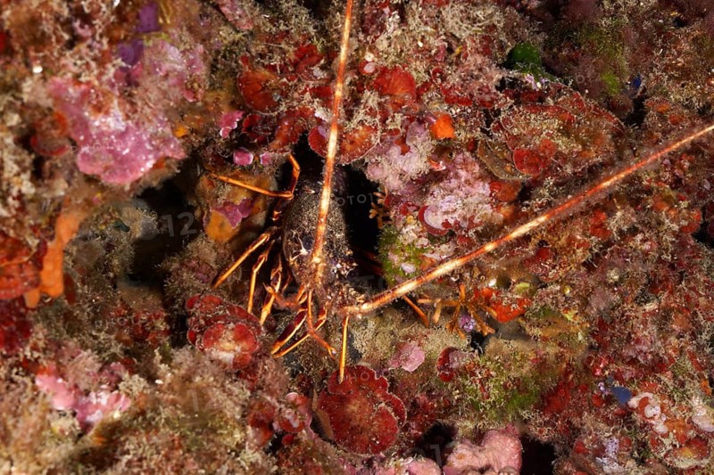 European spiny crayfish (Palinurus elephas) hides between the colourful underwater bottom and red algae. Dive site Cap de Creus Marine Protected Area, Rosas, Costa Brava, Spain, Mediterranean Sea, Europe