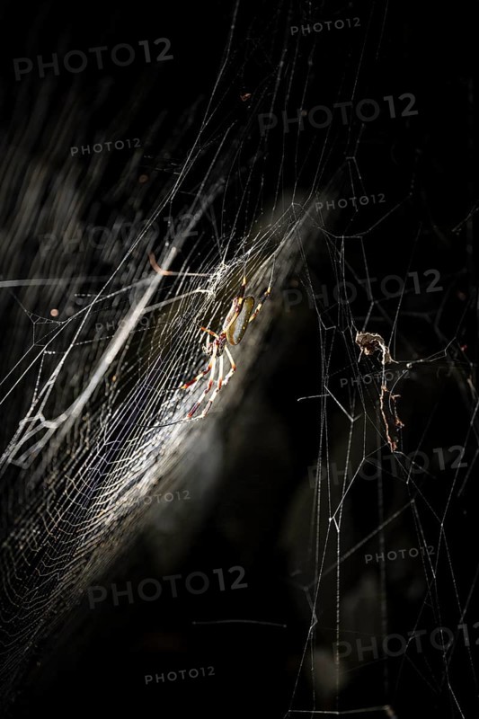 Creepy night shot, Golden silk spider (Trichonephila clavipes) spider web, Tortuguero National Park, Costa Rica, Central America