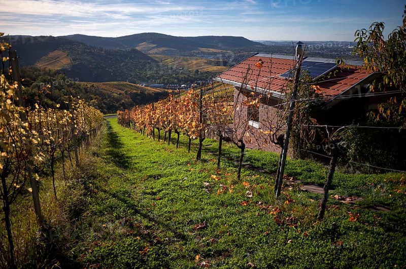 Cabin with solar roof, solar panel, in the vineyard, vines, grapevines, viticulture, autumn colouring, autumn, Strümpfelbach, Weinstadt, Baden-Württemberg, Germany, Europe