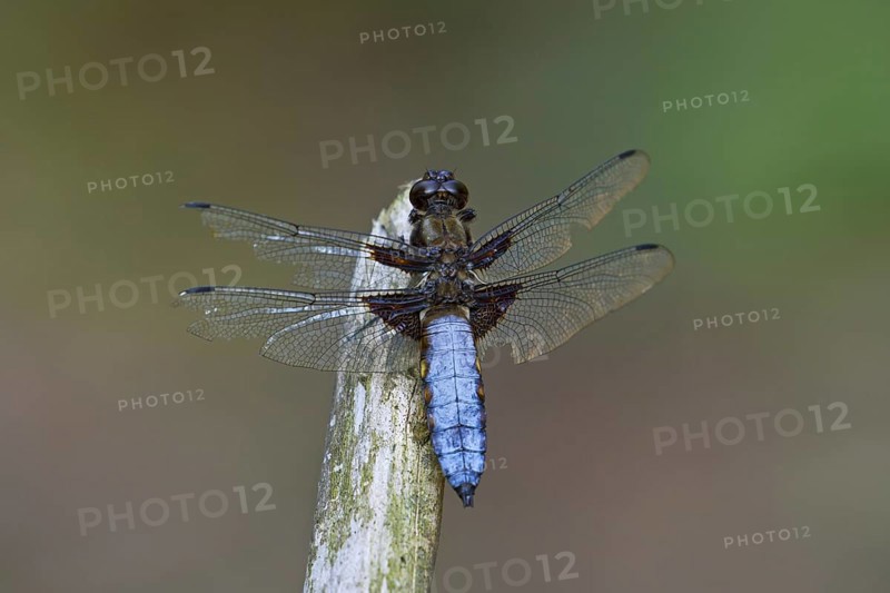 Broad-bodied chaser, broad-bodied darter (Libellula depressa) male perched on stalk and looking for prey along pond
