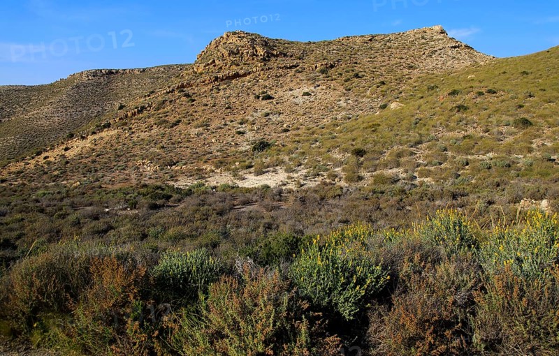 Semi desert scrub vegetation, Rodalquilar, Cabo de Gata natural park, Almeria, Spain, Europe