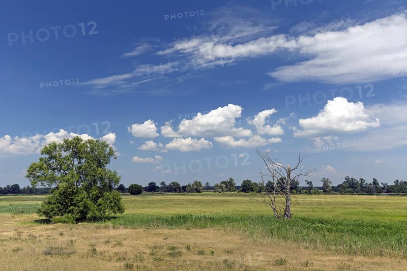 Meadow near the river Oder at Oderbruch, moorland landscape near Oderberg, Brandenburg in eastern Germany