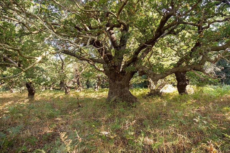 Ancient broad leaf oak woodland once a medieval deer park, The Thicks, Staverton forest, Suffolk, England, United Kingdom, Europe