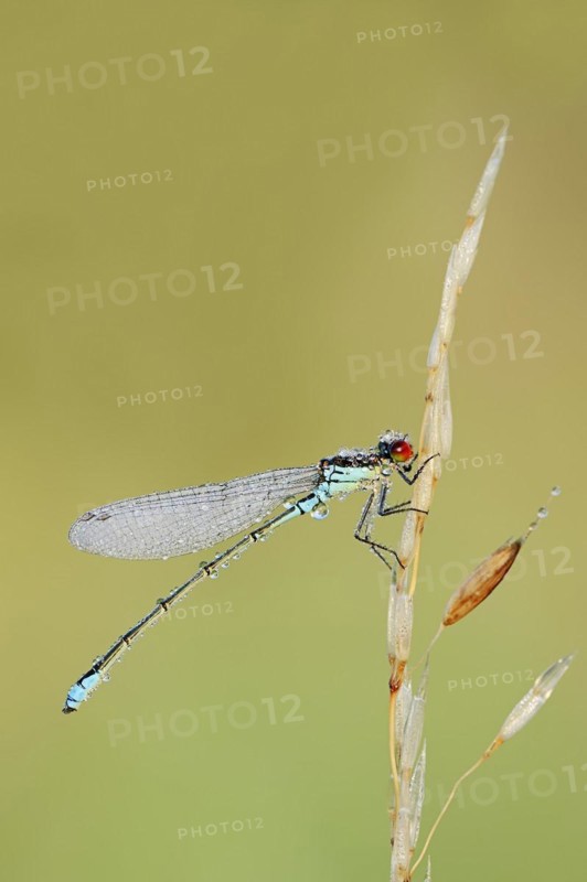 Small red-eyed damselfly (Erythromma viridulum), male with dewdrops, North Rhine-Westphalia, Germany, Europe