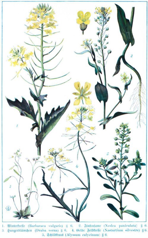 Botany, yellow rocketcress (Barbarea vulgaris), finch seed or neslia (Neslia paniculata), starvation flower (Draba verna), yellow field cress (Nasturtium silvestre), shieldwort or calyx rockweed (Alyssum calycinum), historical illustration 1900