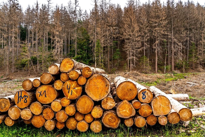 Forest dieback in the Arnsberg Forest nature park Park, over 70 per cent of the spruce trees are diseased, damaged, mostly by the bark beetle, which was able to spread due to drought and heat, climate change, attempts are being made to adapt the forest to climate change by replanting other tree species, near Hirschberg, North Rhine-Westphalia, Germany, Europe