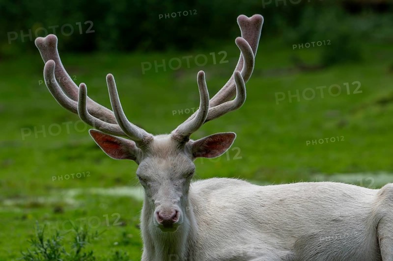 Leucistic red deer (Cervus elaphus) stag, white morph at forest edge with antlers covered in velvet in late spring