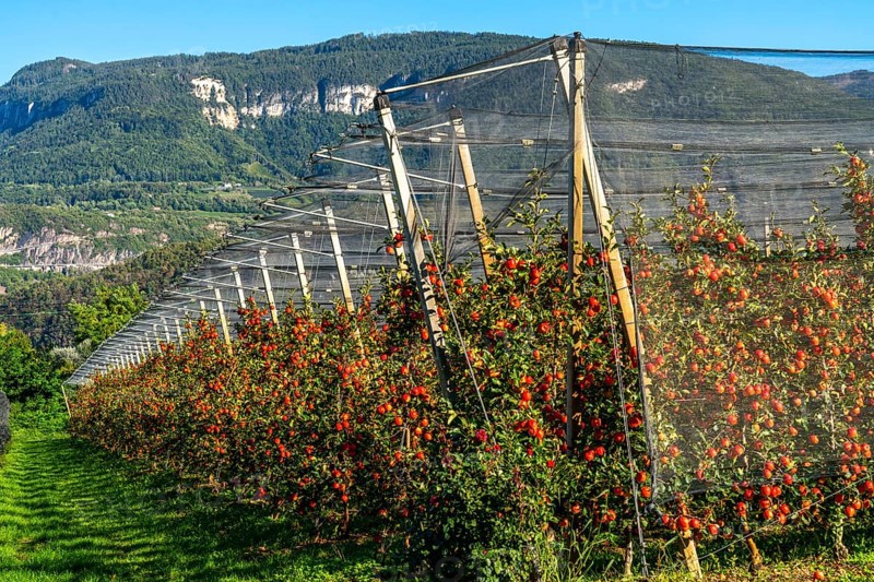 Apple-growing region in the Adige Valley, South Tyrol, large areas under cultivation, in South Tyrol over 18, 400 hectares, cultivated by over 7000 fruit growers, during the harvest season Italy