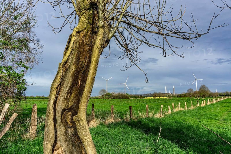 Pollarded willows in the Momm-Niederung nature reserve, part of the Rhine foreland nature reserve between Mehrum and Emmelsum, near Voerde, North Rhine-Westphalia, Germany, Europe