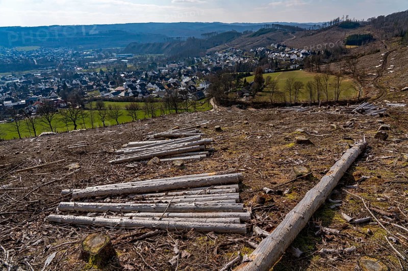 Cleared forest area north of the village of Öventrop, district of Arnsberg, dead spruce stands were felled, dead trees due to bark beetle infestation, Arnsberg Forest, North Rhine-Westphalia, Germany, Europe