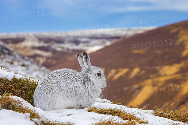 Mountain hare, alpine hare, snow hare (Lepus timidus) in white winter pelage resting in the hills in late winter, Cairngorms National Park, Scotland, United Kingdom, Europe