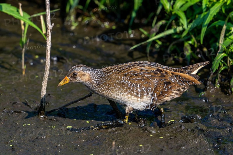 Spotted crake (Porzana porzana, Ortygometra porzana) foraging in marshland in summer
