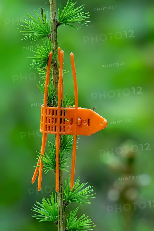 Plastic orange game browsing protection cuff placed on terminal shoot bud of young conifer as tree protector against browsing game like roe deer