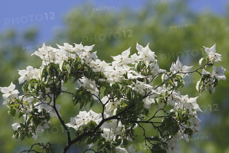 Flowering kousa dogwood (Cornus kousa), North Rhine-Westphalia, Germany, Europe