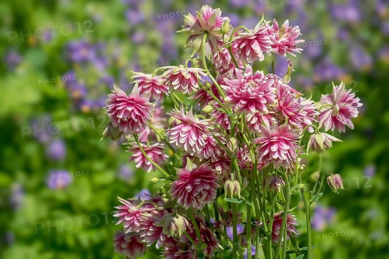 Columbine (Aquilegia) variety Barlow Pink, North Rhine-Westphalia, Germany, Europe