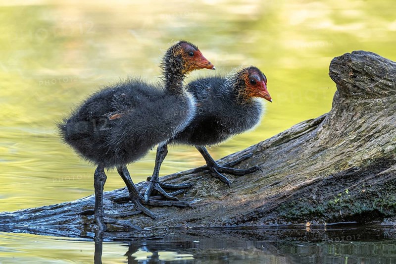 Eurasian burbot (Fulica atra) chicks on a trunk in the water. Bas Rhin, Alsace, France, Europe