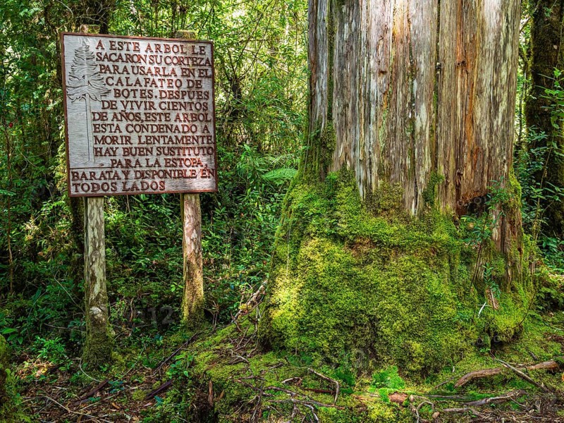 Alerce trail, giantic trees, path in rain forest, park Pumalin, parque Pumalin, Carretera Austral, Chile, South America