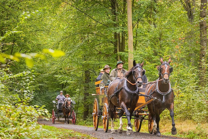 Presentation and route ride, all carriages in stylish tension, popular sporting event over approx. 30 km. An event organised by Reit- und Fahrverein Moritzburg e.V., 29th Moritzburger Teichrundfahrt, Moritzburg, Saxony, Germany, Europe
