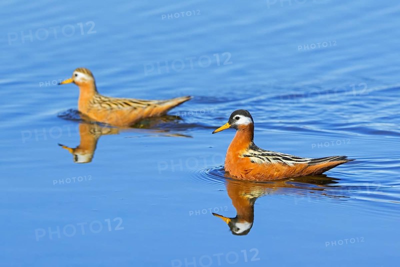 Red phalarope, grey phalarope (Phalaropus fulicarius) pair, female and male in breeding plumage in pond on the tundra in spring, Svalbard, Norway, Europe