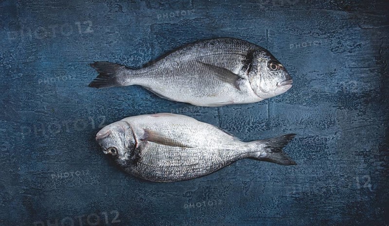 Fresh raw dorado fish, on a dark blue background, top view, two pieces, no people