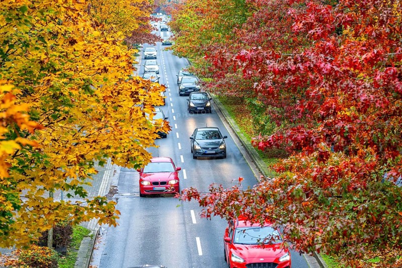 Autumn, road traffic, inner-city, trees in autumnal colours line a 4-lane road, symbolic image, Bottroper Straße in Essen, North Rhine-Westphalia, Germany, Europe