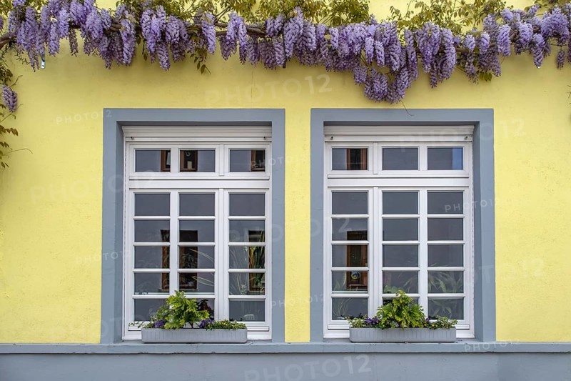 Window entwined with wisteria, Unkel, Rhineland-Palatinate, Germany, Europe