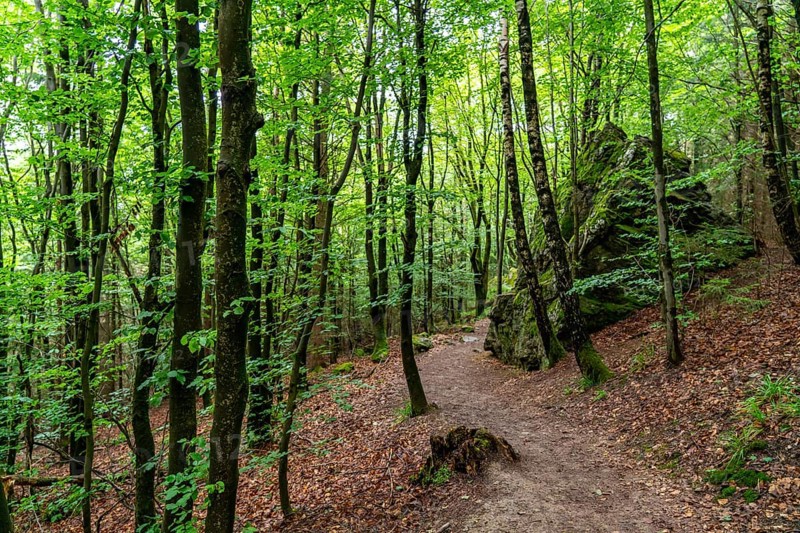 Forest below the Bruchhauser Steine, rocks that have travelled down the slope over the last ten millennia, in the Hochsauerland district, rock formations with four main rocks, on the Istenberg in the Rothaargebirge, Bruchhausen, Olsberg, North Rhine-Westphalia, Germany, Europe