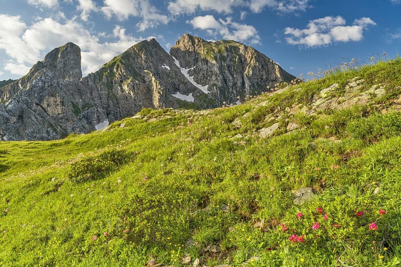 Torre Dusso of the Croda da Lago group from Passo di Giau, Alpine roses, Dolomites, Belluno, Italy, Europe