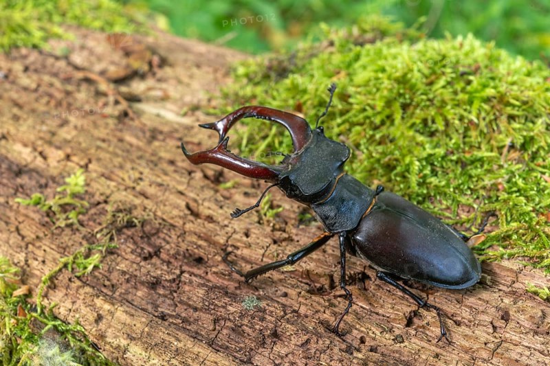 Male Raven Kite (Lucanus cervus) on the trunk of a dead tree in the forest in spring. Bas Rhin Alsace, grand est, France, Europe