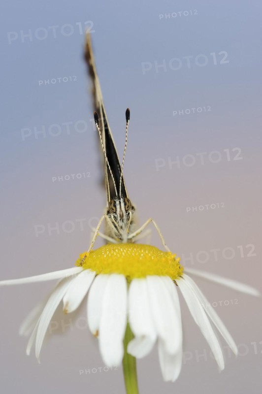 Landcarts or Landcarts butterfly (Araschnia levana f. prorsa), butterfly of the summer generation, North Rhine-Westphalia, Germany, Europe