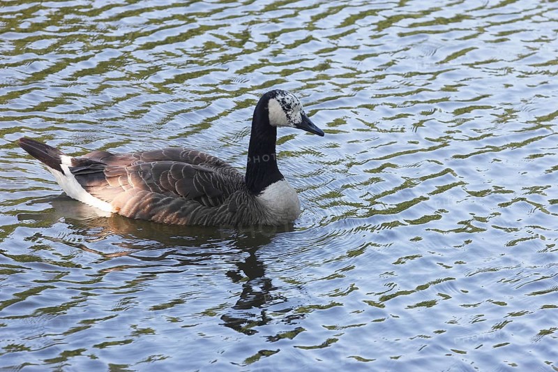 Canada goose (Branta canadensis), with leucism, in a pond, North Rhine-Westphalia, Germany, Europe