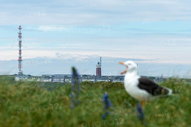 View from the dune to the upper land of the offshore island of Heligoland, lighthouse, screeching seagull (Larinae) in the dune grass, North Sea, Pinneberg district, Schleswig-Holstein, Germany, Europe