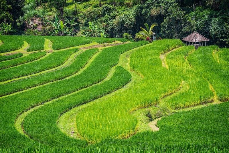 Jatiluwih, rice terrace, rice, agribusiness, agriculture, export, tourism, travel, landscape, UNESCO, Bali, Indonesia, Asia