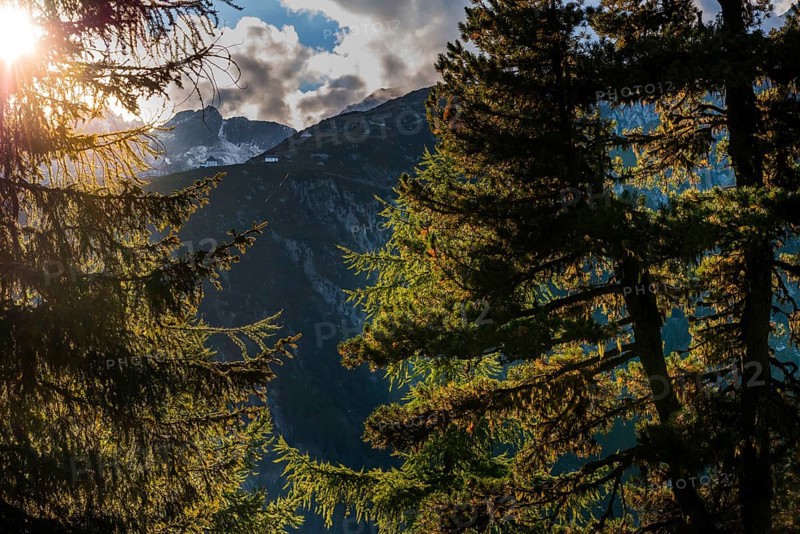 Hiking trail in the Swiss stone pine forest, Swiss stone pine (Pinus cembra), light mood, backlight, sun, tourism, nature, natural landscape, Aletsch region, Valais, Switzerland, Europe