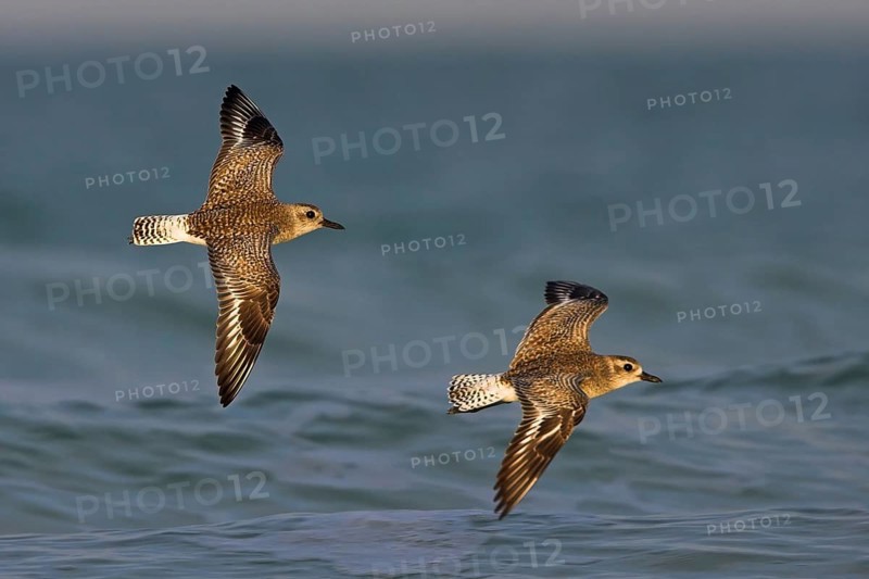 Little Ringed Plover, (Pluvialis squatarola), Two birds in flight, Ft. De Soto Park, St. Petersburg, Florida, USA, North America