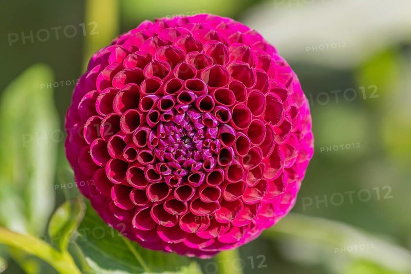 Pink dahlia flowers blooming in a public garden. Close-up dahlias, daylight. Selestat, Bas Rhin, Alsace, France, Europe