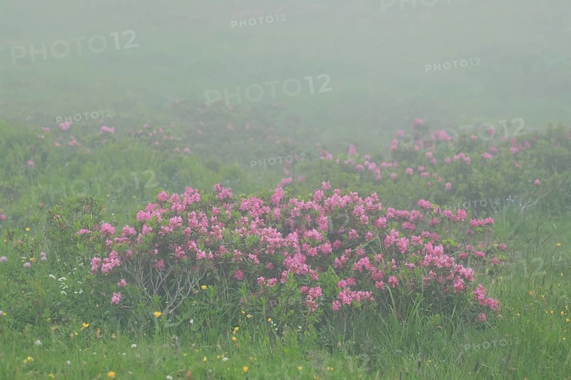 Flowering Rusty-leaved alpenrose perennials, Rhododendron ferrugineum, Swiss Alps