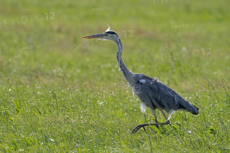Grey heron (Ardea cinerea) moulting while hunting in a green meadow, in natural surroundings, Hesse, Germany, Europe