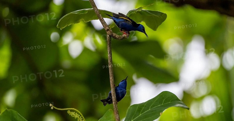 The red-legged honeycreeper (Cyanerpes cyaneus), two adult males on a branch, blue birds in the tropical rainforest, Corcovado National Park, Osa, Puntarena Province, Costa Rica, Central America