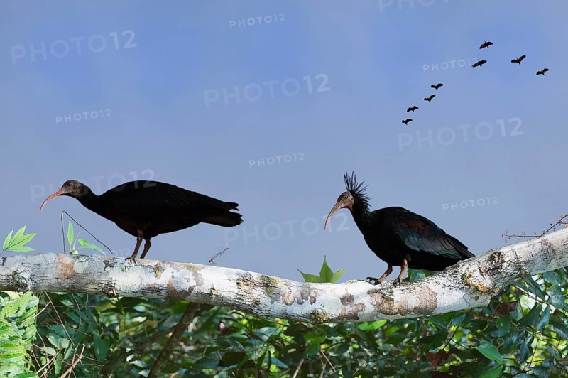 Northern Bald Ibis on a tree, other Ibises in the sky, Geronticus eremita, Turkey, Asia