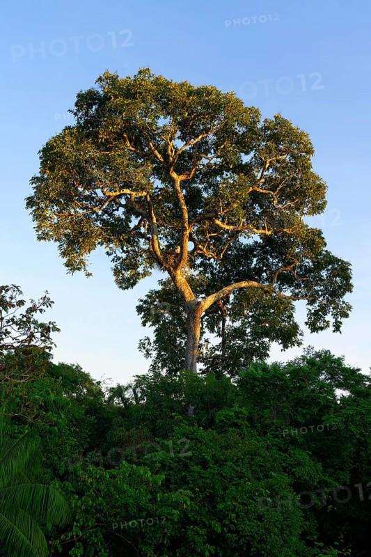 Harpy Eagle nest in a Brazil nut tree (Bertholletia excelsa) at sunrise, Alta Floresta, Amazon, Brazil, South America