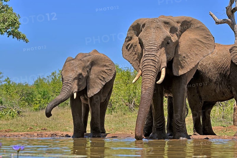 African elephant (Loxodonta africana), adult, female, mother, half-grown young, mother with half-grown young, at the water, drinking, Kruger National Park, Kruger National Park, South Africa, Africa