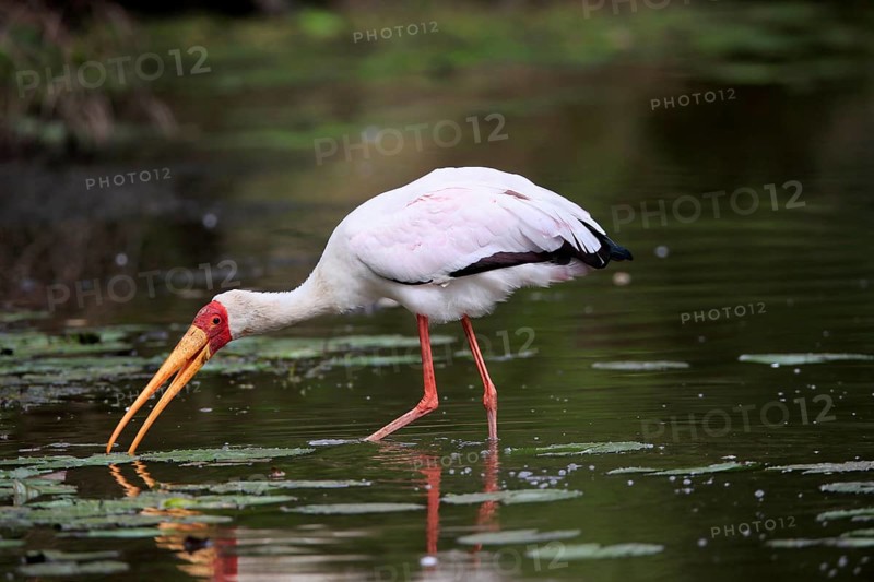 Glutton (Mycteria ibis), adult, in the water, foraging, Kruger National Park, Kruger National Park, Kruger National Park South Africa