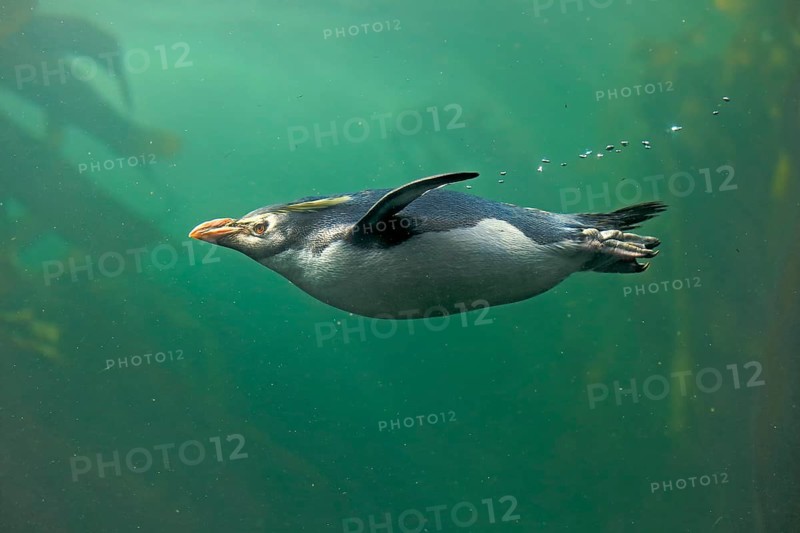 Rockhopper penguin (Eudyptes chrysocome), adult, in water, swimming, South Africa, Africa