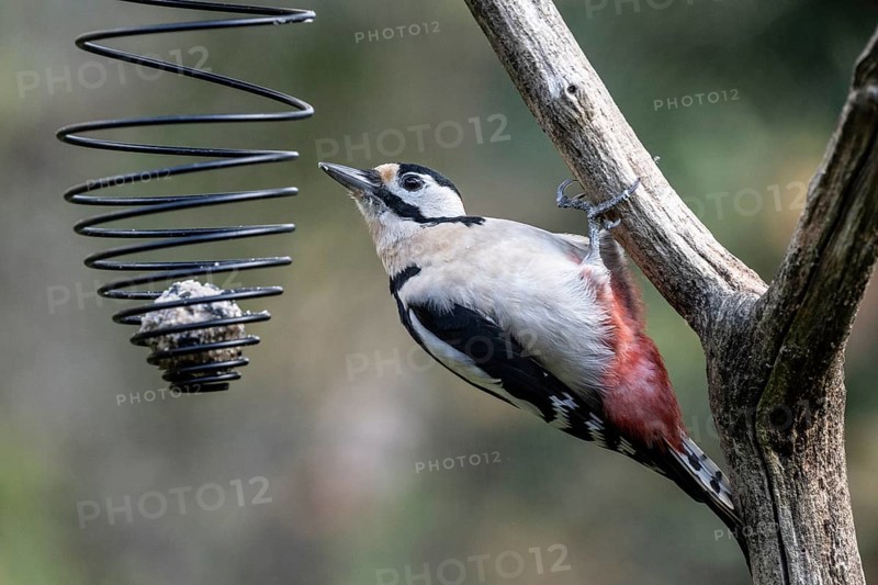 Great spotted woodpecker (Dedrocopos major) at the tit dumpling, Emsland, Lower Saxony, Germany, Europe